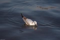 Chroicocephalus ridibundus