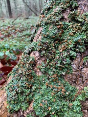 Ricasolia quercizans