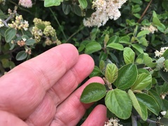 Ceanothus incanus