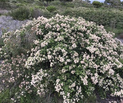 Ceanothus incanus