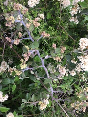 Ceanothus incanus