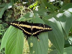 Heraclides thoas brasiliensis