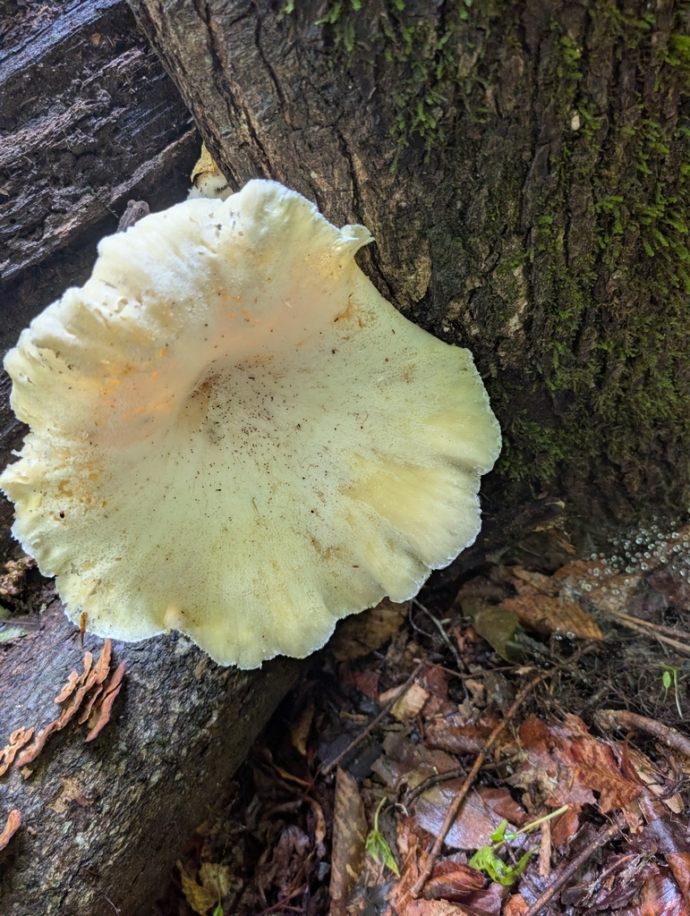 Lynx Paw Oyster · June 2026 · photo: Photo: no rights reserved · iNaturalist