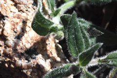 Opercularia hispida