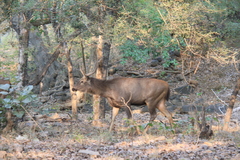 Rusa unicolor