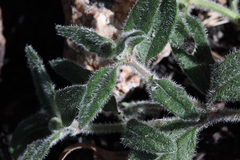 Opercularia hispida