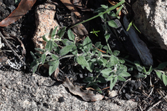 Opercularia hispida