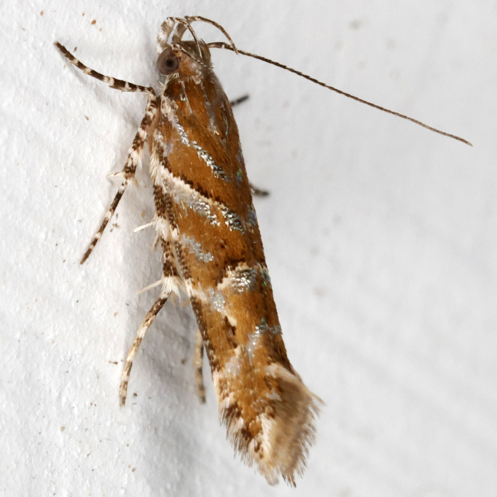 Aristotelia lespedezae