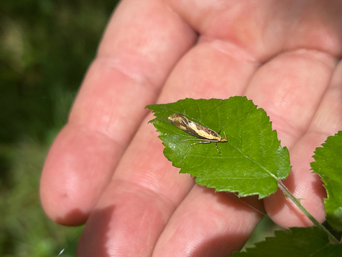 Harpella forficella