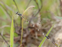 Protosticta taipokauensis