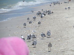 Leucophaeus atricilla