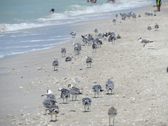 Leucophaeus atricilla