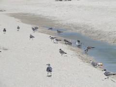 Leucophaeus atricilla