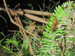 Heteronympha banksii