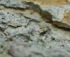 Strangospora moriformis