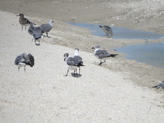 Leucophaeus atricilla