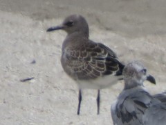 Leucophaeus atricilla