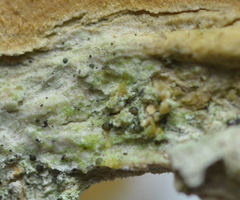 Strangospora moriformis