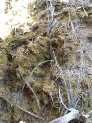 Multiclavula vernalis