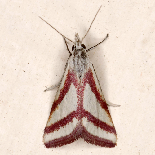 Whip-marked Snout Moth photo 6