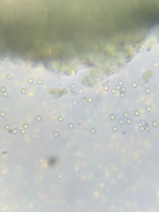 Strangospora moriformis