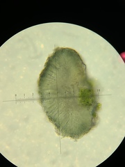Strangospora moriformis