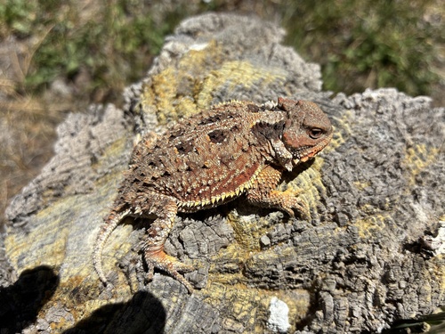 Greater Short-horned Lizard