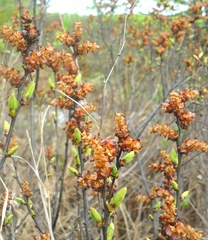 Myrica gale tomentosa