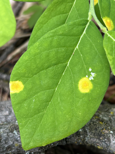 Puccinia hydnoidea