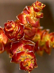 Myrica gale tomentosa