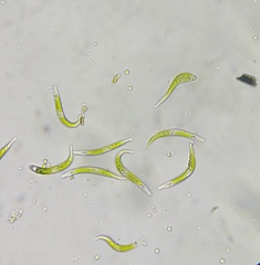 Euglena mutabilis