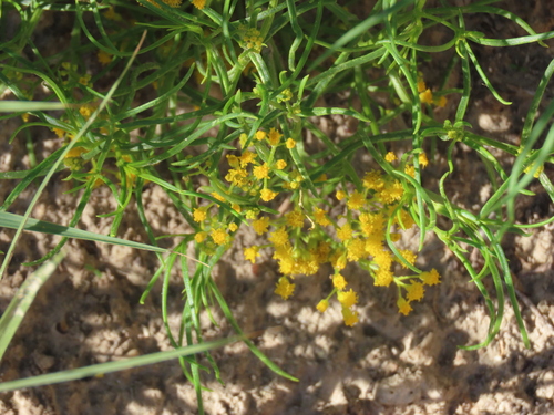 Threadleaf Glowwort