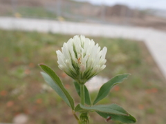 Trifolium alexandrinum