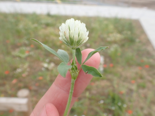 Trifolium alexandrinum, photograph 1