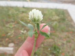 Trifolium alexandrinum, photograph (c) Henry Miller, some rights reserved (CC BY)