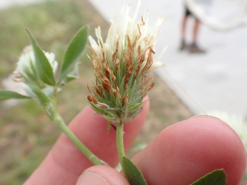 Trifolium alexandrinum, photograph 2