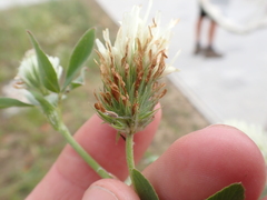 Trifolium alexandrinum, photograph (c) Henry Miller, some rights reserved (CC BY)