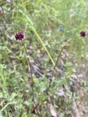 Sanicula bipinnatifida