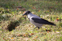 Corvus cornix