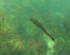 Halichoeres californicus