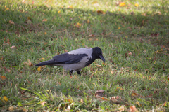 Corvus cornix
