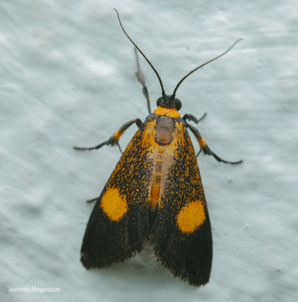 Lophocera vadonalis