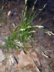 Carex planostachys