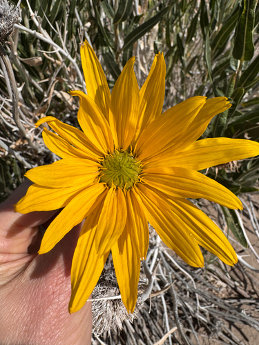 Scabrethia scabra, photograph 4