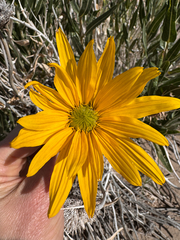 Scabrethia scabra, photograph (c) Kenzie Anderson-Bell, some rights reserved (CC BY)
