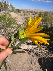 Scabrethia scabra, photograph (c) Kenzie Anderson-Bell, some rights reserved (CC BY)