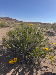 Scabrethia scabra, photograph (c) Kenzie Anderson-Bell, some rights reserved (CC BY)