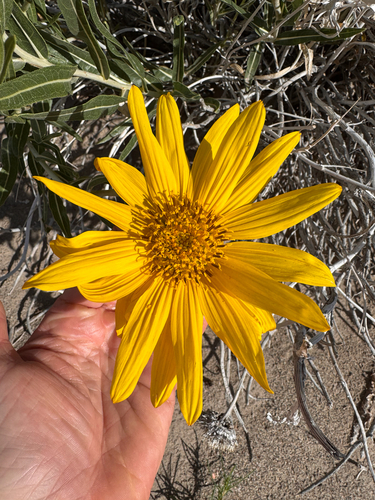 Scabrethia scabra, photograph 3