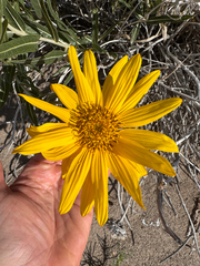 Scabrethia scabra, photograph (c) Kenzie Anderson-Bell, some rights reserved (CC BY)