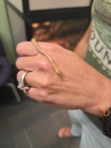 Ground Snake